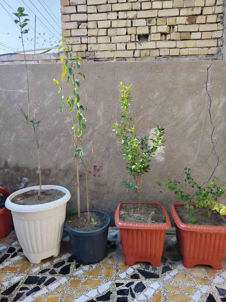 الي ما عنده حديقة هذه السنادين تفيده أكبر حجم رارنج صيني ورارنج عراقي وورد رازقي وبرتقال عراقي واكاسه ام الورد الصفر سعر الوحده ٣٥ الف الاتصال ***********
