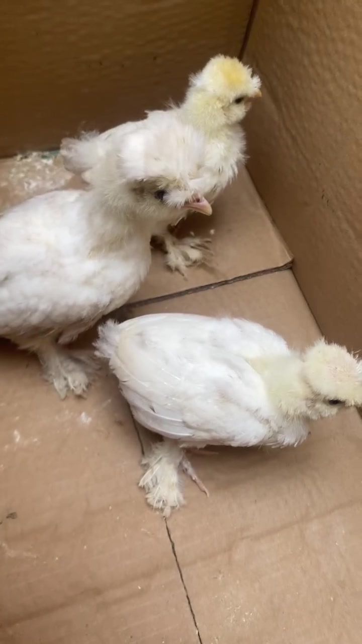 سيت سلطاني ابيض صحه نضافه خير من الله ملقح خماسي فيتامينات. منطي مكان تكريت 0777744495


**إذا كنت صاحب هذا الإعلان وتريد حذفه لأي سبب، رجاءا أرسل رسالة إلى الدعم الفني**
