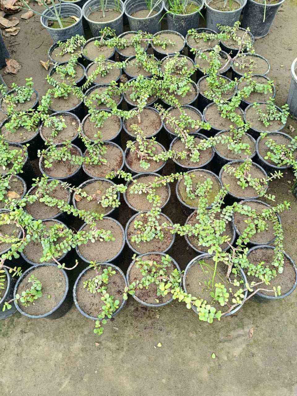 مشتل الروان الشطره, ذي قار


**إذا كنت صاحب هذا الإعلان وتريد حذفه لأي سبب، رجاءا أرسل رسالة إلى الدعم الفني**