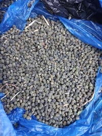 بذور باميه • زراعة