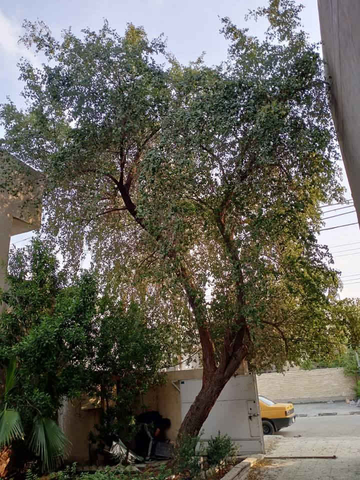قطع وتقليم كافة الاشجار
***********

