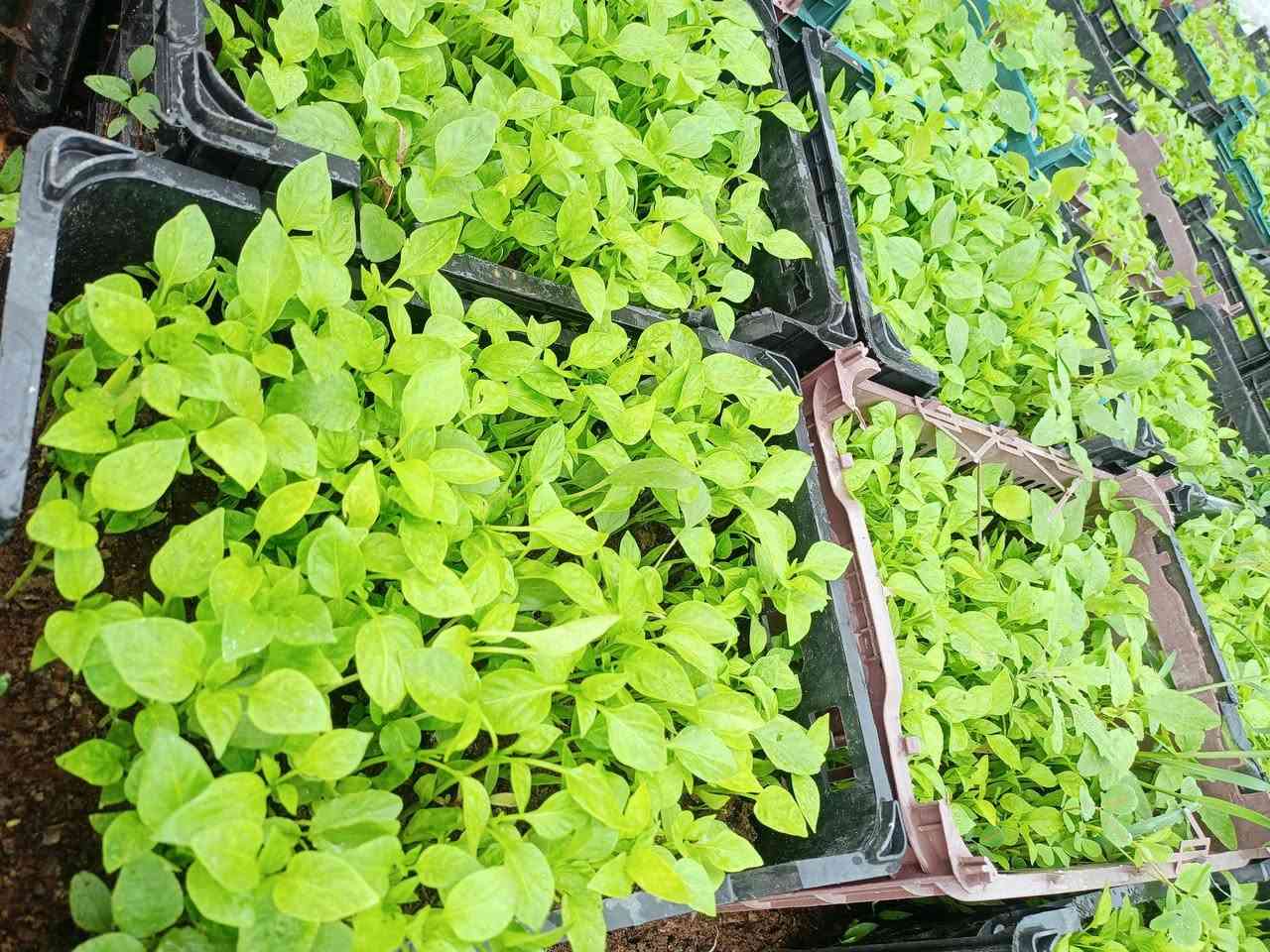 السلام عليكم...
متوفر شتل ( دايه) طماطة فلفل حار وبارد وبيذنجان والبذور شرط النوعيه 
العنوان / ديالى _ جلولاء _ الشيخ بابا/ للأستفسار واتساب او على الخط 
***********
