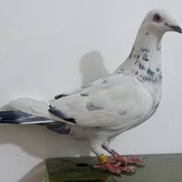 فحل زاز • ٢٠٢٣ • سبع قصور