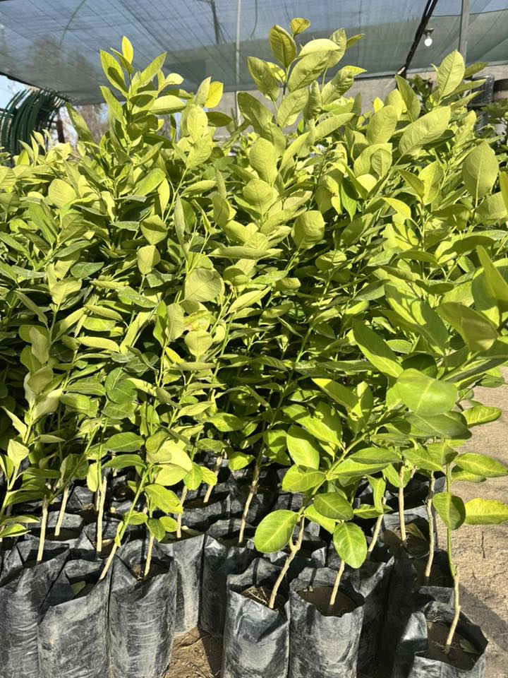 #مشتل_نور_الهدى  **يرحب بكم**
   🌲🌲🌲🌲🌲🌲🌲🌲
وصول وجبة جديدة
من الحمضيات والبرتقال العراقي
اسماعيل ***********
احمد.     *********** 
العنوان محافظة الانبار- حديثة صعدة الحي العسكري 
مقابل سالم للادوات الاحتياطية / مجاور فلس ونصف
