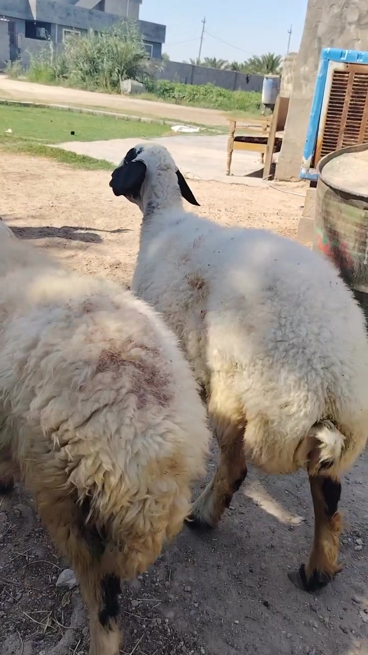 للبيع وراجين خط اول هيج نوادر بعد ماكو وين عشاق هيج نوادر نعاج حانيات أكثر من شهرين  مكانهن الانبار الحبانيه كولكم ***********
