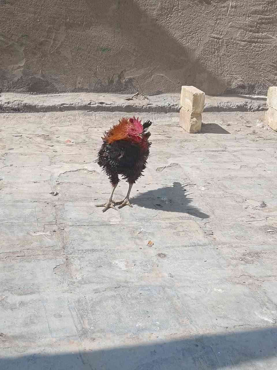 ديوكه للبيع العنوان بابل سده الهنديه منطقة العلكايه رقم الهاتف ***********
