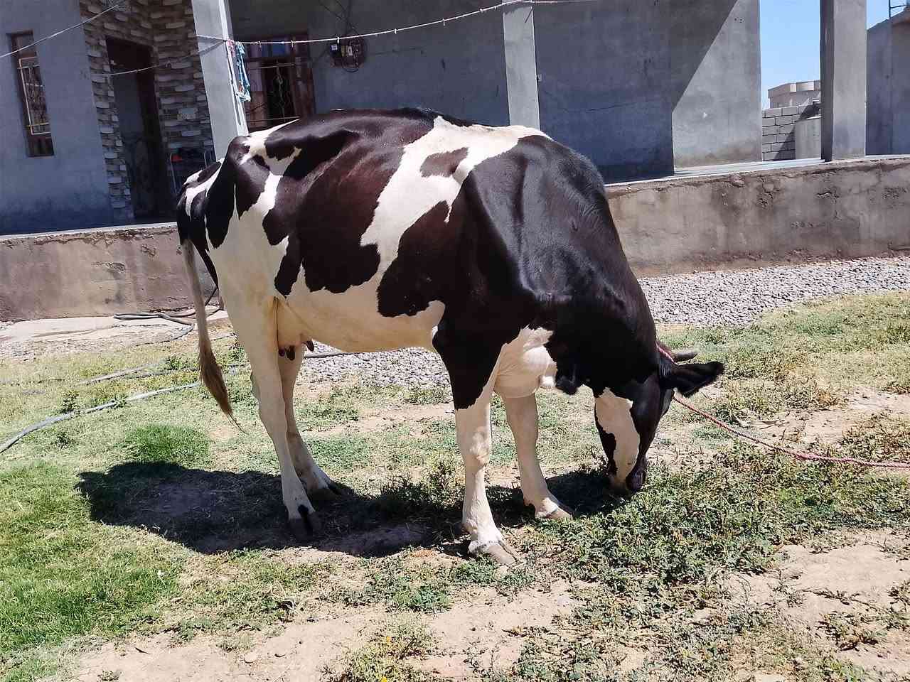 السلام عليكم للبيع هايشه رغوث ستراليه خشنه فول تحلب خير من الله وراها حولي السعر 3200 وبيها مجال لطيبين ***********
