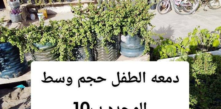 اتوفر نباتات خارجيه البيع يوجد توصيل داخل بغداد بعض المناطق ,,،🌿🌺🌱🚗🍀☘️🚘🌿🌺🌱🚗🍀☘️🚗🚗🚗🚗


**إذا كنت صاحب هذا الإعلان وتريد حذفه لأي سبب، رجاءا أرسل رسالة إلى الدعم الفني**