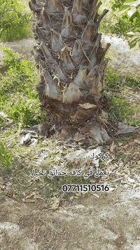 حدائق منزليه • زراعة ثيل • كركوك