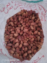 تمر حلو • ٣ أرباع • بابل