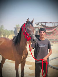 مهره عربيه • ٣ سنين ونص • ارتفاع ١٥٣