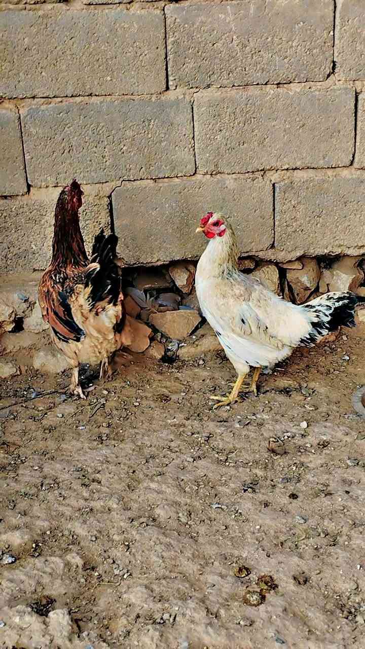 للبيع دجاجتين بياضات سعر 25 مكان حديثه


**إذا كنت صاحب هذا الإعلان وتريد حذفه لأي سبب، رجاءا أرسل رسالة إلى الدعم الفني**