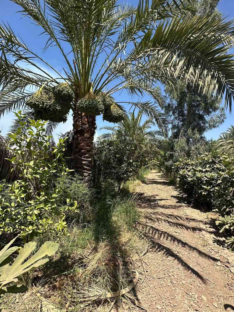 بستان طابو زراعي على( سدة الزبيدية في السيسبانة )
وجه على ( سدة الزبيدية ونهر دجلة )

مساحة ٢٥٠٠ م ( ١ دونم ) / وجه ٢٢ م 
((( طابو زراعي تحويل مباشر بل أسم )))

بي بناء ٢ غرف + صحيات - ماء - كهرباء 
(( جميع انواع الفواكه + النخيل جميع انواع ))
( نخيل + تين + خوخ + تفاح + عنب + مشمش )

( كما موضح في الصور والفيديو )

للاستفسار مراجعة مكتب غازي للعقار   
واسط - الزبيدية - قرب أفران المائدة  *********** 
***********
