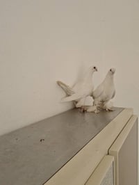 زوج كنابك • ديالى