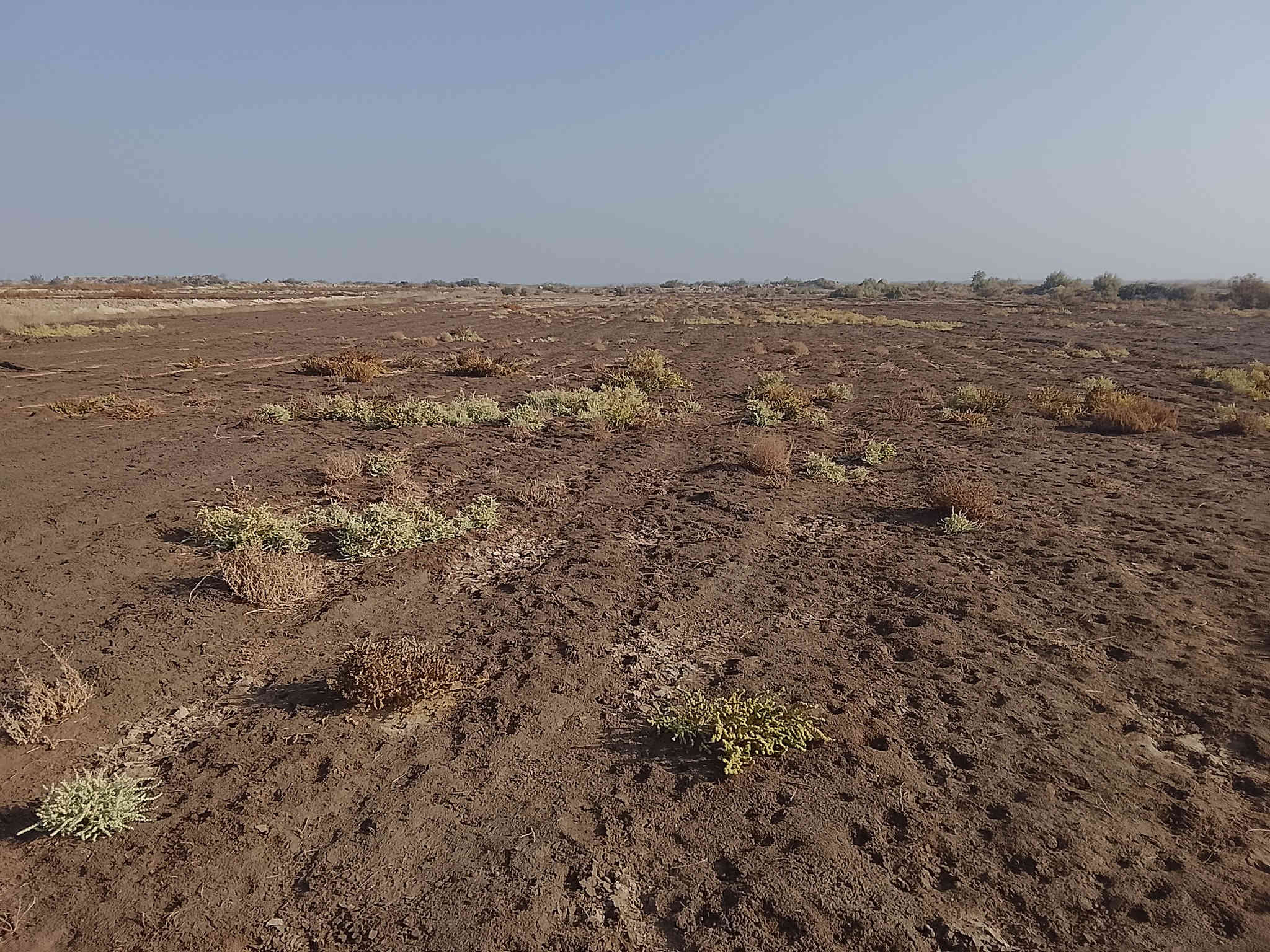 السلام عليك ارض زراعيه للبيع 20دونم عقد زراعي تبعد عن الشارع العام كيلو  واحد  للستفسار ***********
