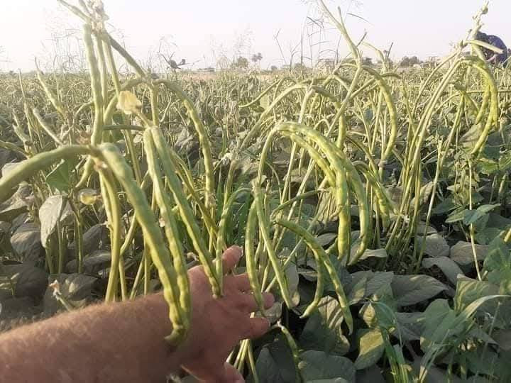 يوجد بذور باميه للبيع متعهده بنت القوطيه ولوبيه يطالي ستندر
أنتاج مثل البلصوره عمرها 40يوم تنتج علوها شبر مشرحه 
لون الغنص اخضر فاتح درجه اوله ضمان شرط الحوي 
*********** 
يوجد توصيل كافت المحافضات
