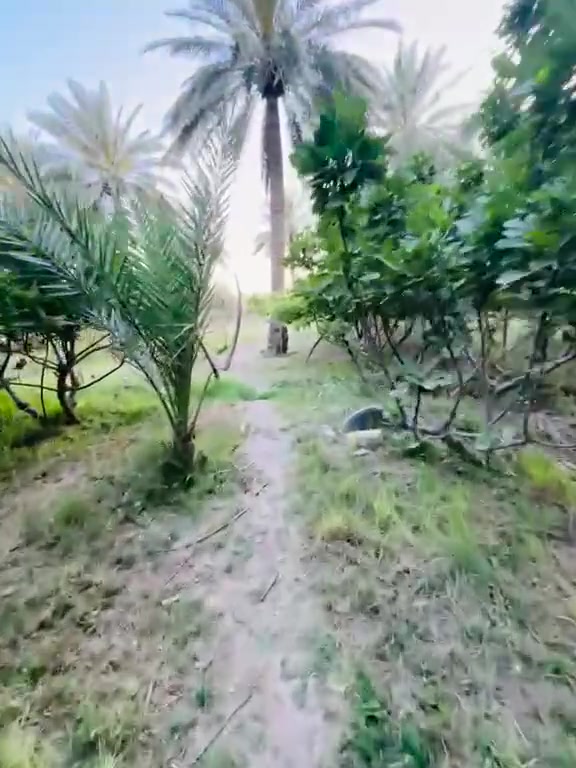 اللهم صلى ع محمد وال محمد
قطعه زراعيه للبيع مساحتها 3 دونم تباع حسب الطلب القطعه متعوب عليها مزروعها حمضيات بانواعها وبيها نخل زهدي وخستاوي وبيها سيباط عنب 🍇 1500 م وبيها اشجار تين كلها حماله مي وكهرباء بصفها القطعه مسيجه بالكامل جنس عقارها طابو زراعي باسم البايع طريق حله ديوانيه منطقة هوى الشام 

***********
***********
