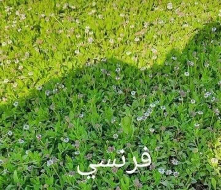 باسعار مناسبه ثيل ديالى الطبيعي 🏡*********** واتساب
أهلاً بكم في مجموعه مزارع ديالى لثيل الهندي الطبيعي 🌿🌱

 نقدم لكم افضل انوع الثيل الطبيعي عالي الجوده يتحمل كافه الضروف البيئية.🌦️🌞

دائم الخضرة🌿🌳 وباسعار تنافسيه وعروض مميزة ☘️❤️

#مستعدون لتجهيز وفرش الحدائق🏡 ودوائر الدولة🏡والمنازل🏡🏡

و تجهيز الملاعب🏟️ والمنتزهات بانسب الاسعار مع ضمان الجودة العالية في العمل👷👷

مع خدمة التوصيل خلال24ساعه🚛🚛

الاسعار 💵💸 تختلف حسب الكمية 

للاستفسار الاتصال على : 

او التواصل مع الصفحه عن طريق ارسال رسالة على الوتساب او الاتصال📞‏‪***********
