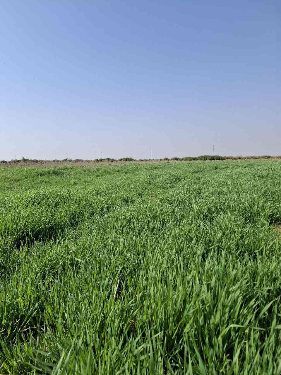 سفح 300 دونم في محافظه واسط
متوفر ماء وكهرباء 
للإستفسار اتصل ***********
