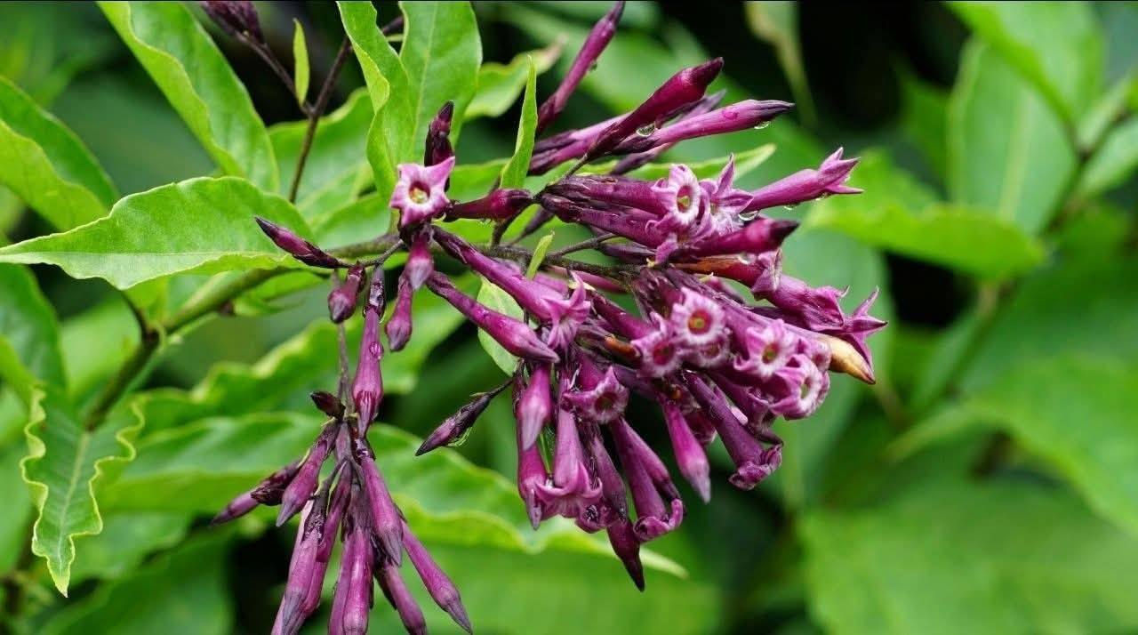 السلام عليكم متابعينا 🤍.
بمناسبه الموسم الربيعي توفرت شتلات جديده من (الياسمين البنفسجي)🪻🪻💜

 السعر ٩ الف 🔥
ارتفاع من 60 إلى 80 سم ✨

الياسمين البنفسجي مو مجرد نبات… هو لمسة فخامة + عطر يهدّي النفس ويخلي المكان كله حياة 💜🌿

🌿 معلومات مهمة عنه:

🌱 نوعه: نبات مزهر (شجيري/متسلق حسب التربية)
☀️ الإضاءة: شمس صباحية أو نصف ظل
💧 الري: معتدل – لما تنشف التربة من فوق
🌡️ يتحمل الحر، لكن يحتاج حماية من البرد القوي
🪴 ينفع للأصص والبلكونات والحدائق

🌸 العناية والتقوية:
🌿 التسميد: مرة كل 2–3 أسابيع بسماد متوازن
✂️ التقليم: بعد الإزهار حتى يكثف ويعطي شكل أجمل
🌱 الإكثار: بالعُقل (قص جزء من الساق وزراعته)

💜 ليش الكل يحبه؟
✔️ لون بنفسجي فاخر وجذاب
✔️ عطر ناعم ينعش المكان
✔️ يعطي منظر كثيف وأنيق بسرعة
✔️ خيار مثالي للهدايا 🎁
📍 متوفر توصيل لجميع محافظات العراق 🚗 🚗 
📍 للحجز والاستفسار يرجى مراسله الصفحه او مراسلتنا على واتساب من خلال الرقم:
***********
