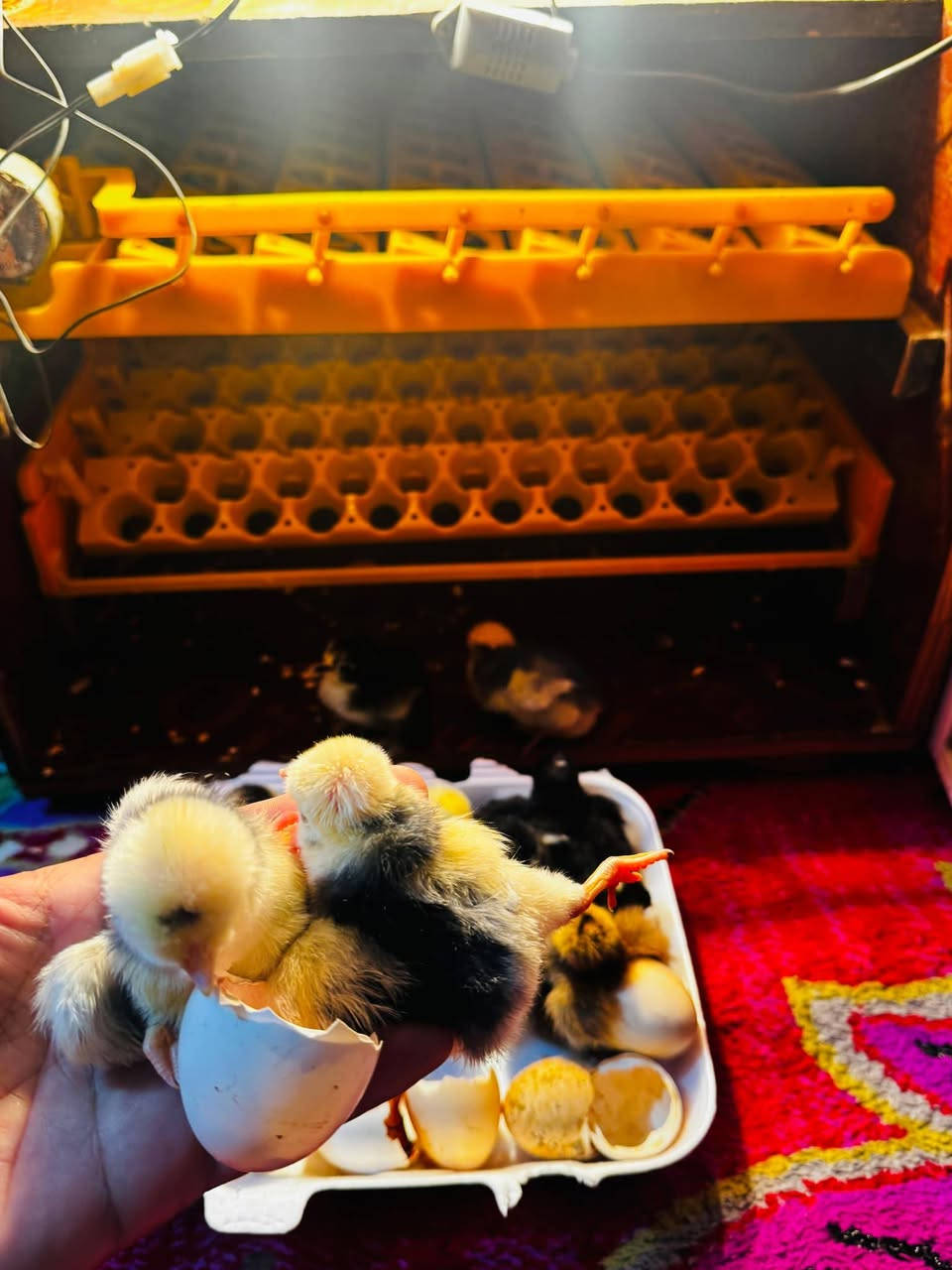 السلام عليكم 👏 تصنيع محلي
متاح فقاسه تقليب فول تماتيك+ مبخره ماي خلي ببض عوفه تاخذ رفين بيض🥚رف كافه طيور 57🥚 رف ثاني مال طير سمان يخذ 144🥚بيض👇نسبه تفقيس🐣 خير من الله🤲
توصيل🚕 حسب الاتفاق سعرمناسب لن ريد اخذ اكبر منه 
المكان🌍السماوه /الرميثه رقم📞 ***********
