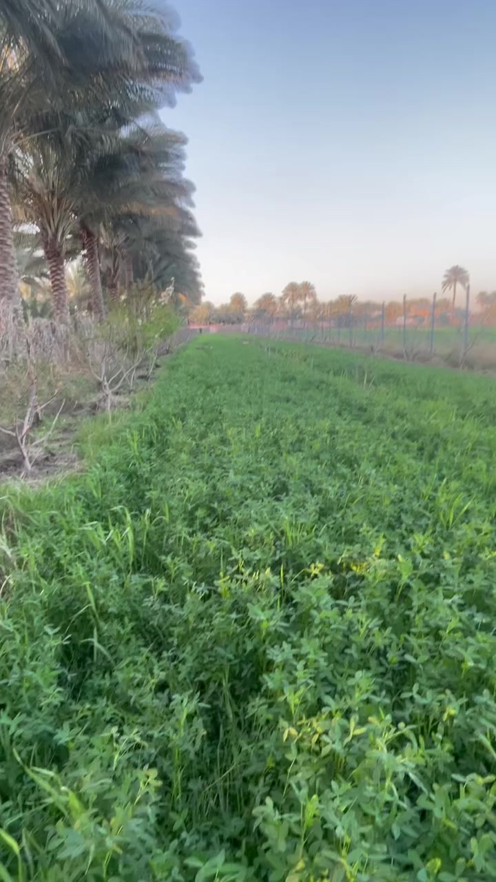 يااللله دونم وربع للبيع مخدوم ومزروع 120شجره تين و50تاله العنوان طويريج منطقه زغيب العرب الاتصال ع الرقم ***********
