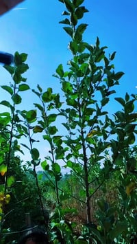 شتلات فاكهة • كربلاء طويريج • أصناف نادرة