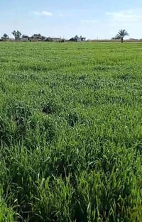 4 دوانم • طابو زراعي • ارميلة الصقلاوية