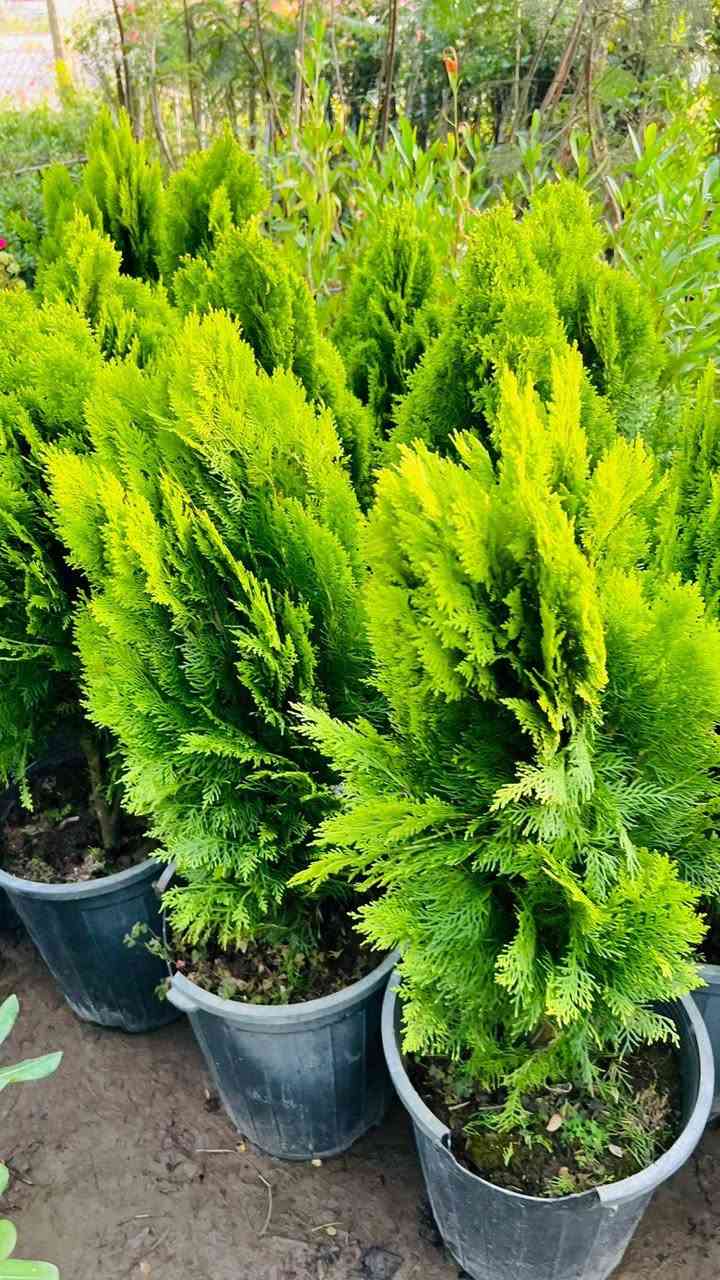 اليوم وصل الجديد انواع الزهور واسعار مناسبه العنوان العلم فلكه الحارث قرب ماركت الحارث


**إذا كنت صاحب هذا الإعلان وتريد حذفه لأي سبب، رجاءا أرسل رسالة إلى الدعم الفني**