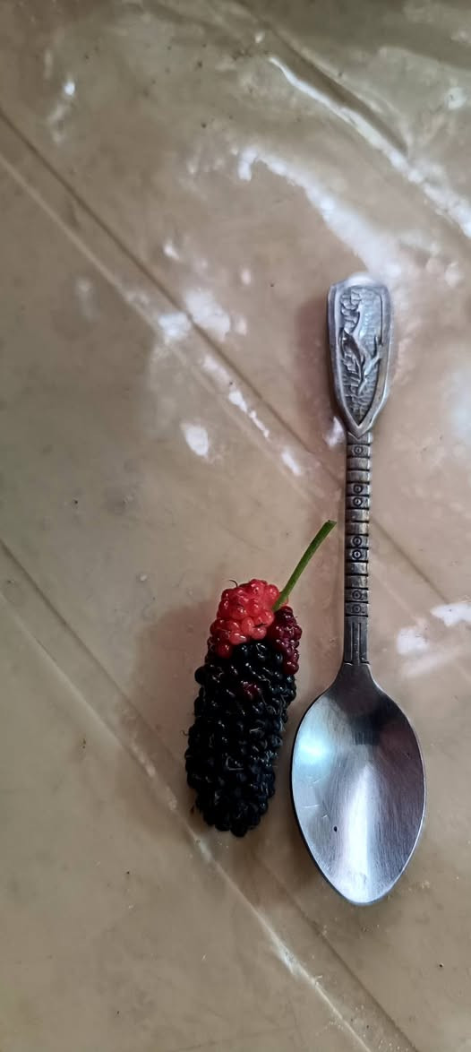 🌿👑 التكي الملكي الأسترالي – ملك التوت بدون منازع 👑🌿

إذا تبحث عن صنف يجمع بين الإنتاج الغزير والطعم الفاخر والشكل المميز
فخيارك الأول هو: ✨ التكي الملكي الأسترالي ✨

🌟 أهم المميزات:
✔️ ثمار طويلة وكبيرة بشكل ملفت للنظر
✔️ طعم حلو جداً ونكهة فاخرة
✔️ إنتاج غزير جداً خصوصاً في موسم الربيع
✔️ إثمار مبكر حتى من أول نمو للعقل
✔️ يعطي أكثر من موسم (ربيعي + خريفي وأحياناً شتوي)
✔️ يتحمل الأجواء الحارة ومناسب لزراعة العراق

🌳 مميزات زراعية:
✔️ نمو سريع وقوي
✔️ سهل التربية والتقليم
✔️ مناسب للحدائق المنزلية والمشاريع الاستثمارية

🔥 ليش هذا الصنف مميز؟
لأنه يجمع بين الإنتاج العالي + الشكل التسويقي + الطعم الممتاز
يعني خيار ناجح سواء للزراعة المنزلية أو التجارية 💰

📍 متوفر الآن في مشتل الشاهين الزراعي
💰 أسعار مناسبة ويوجد خصم خاص للكميات وأصحاب المشاتل

📞 للحجز والاستفسار:
فرع الدورة: ***********
فرع أبو غريب: ***********

🌱 احجز شتلتك الآن قبل نفاذ الكمية!

---
