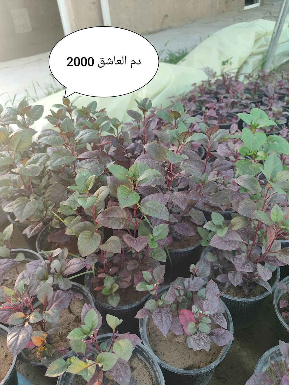 يتوفر خدمة توصيل لكل مناطق اربيل 3 الاف دينار


**إذا كنت صاحب هذا الإعلان وتريد حذفه لأي سبب، رجاءا أرسل رسالة إلى الدعم الفني**