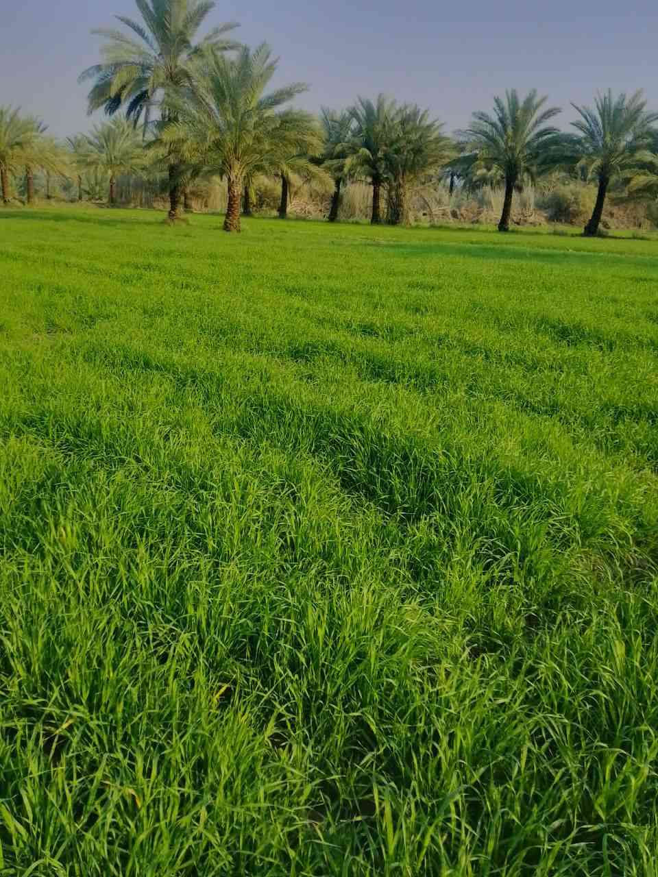 ارض زراعيه للبيع المساحه 6 دونم
طابو زراعي سند 25 الكاع بأسم الرجال 
وتحويل أيضا 
الكاع حلوه وتزرع كافه المحاصيل حاليا مزروعه شعير
 تحتوي على 100 نخله ملون
 متوفر ماء اساله وكهرباء وماء سقي مستمر طيله السنه بنهر من شط الديوانيه
 تبعد عن طريق صدر الدغاره باتجاه القاسم طريق الزوار نزله مسافه 150 متر 
السعر 180 مليون
‼️‼️ البيع لكل الارض
للاستفسار واتساب 
***********
