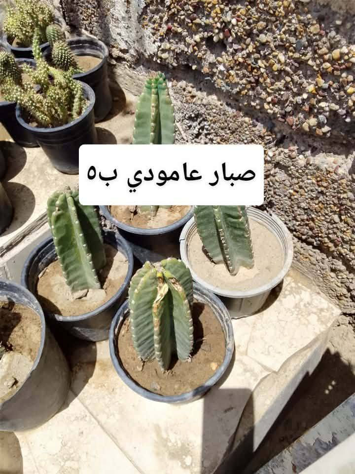 السلام عليكم زبائن الكرام رجعت اتوفرت دمعه الطفل حجم كبير قاروره مالت مي يعني دبه مو سندانه متدليه ب18 وبعض النباتات الخارجيه يوجد توصيل داخل بغداد بعض المناطق ،🍀☘️🚘🍀☘️🌿🌺🌱🍀🚘☘️☘️☘️


**إذا كنت صاحب هذا الإعلان وتريد حذفه لأي سبب، رجاءا أرسل رسالة إلى الدعم الفني**