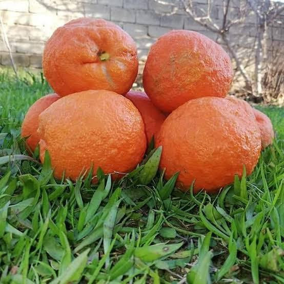 #مشتل_نور_الهدى  **يرحب بكم**
   🌲🌲🌲🌲🌲🌲🌲🌲
وصول وجبة جديدة
من النارنج 
السعر 1000 دينار فقط
هي شجرة حمضيات معمرة دائمة الخضرة، تتميز بأوراقها الخضراء الداكنة، أزهارها البيضاء العطرية (الزهر) وثمارها الكروية الخشنة ذات المذاق الحامض جداً.
اسماعيل ***********
احمد.     *********** 
العنوان محافظة الانبار- حديثة صعدة الحي العسكري 
مجاور مجمع القاصد للأدوات الاحتياطية / مجاور فلس ونص
