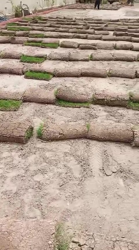 متابعينة الكرام يتوفر لدى مشتل التاجي  اجود انواع الزميج خاص للحدائق والمزراع درجه اولئ ونظيف  خالي من الاملاح والقصب/// للاستفسار والطلب *********** واتساب
*********** واتساب
