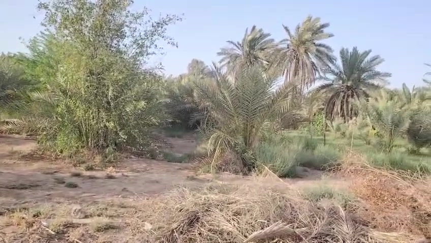 السلام عليكم✅
اخوان يوجد لدينا بستان مع بيتين مع محل للبيع✅
 ع طريق الامام الشريف عليه السلام ✅ من الشارع للشط 
 الواجه 32م ✅
والنزال 180متر
 تقريبآ✅
 البستان يحتوي ع انواع النخيل ✅
وموقعه قريب كلش✅
 من بعد مدرسة ذات العلم✅
 بداية العليمين الشراي يراسلني وبلخدمه ✅
الموشراي رجآ لايراسلني ✅
اخوكم سيد عمار الاعرجي


**إذا كنت صاحب هذا الإعلان وتريد حذفه لأي سبب، رجاءا أرسل رسالة إلى الدعم الفني**