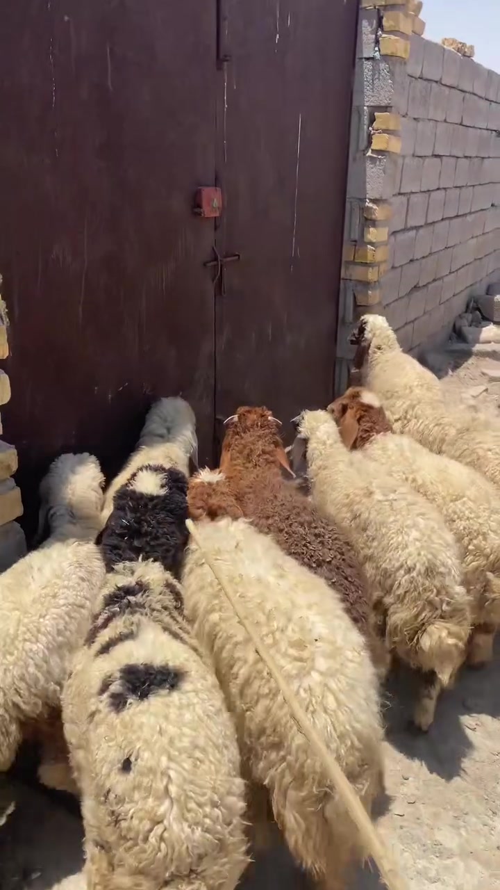 طليان للبيع العدد ١١
٥ ذكوره و٦ بهام
السعر ابيع شلعه وحده على ٢٥٠ واذا تفاريد كلمن وسعره 
طليان بر لامال بيت ولا مال زبل شرط النصاحه 
للتواصل ***********
العنوان قرب سيد يوشع
