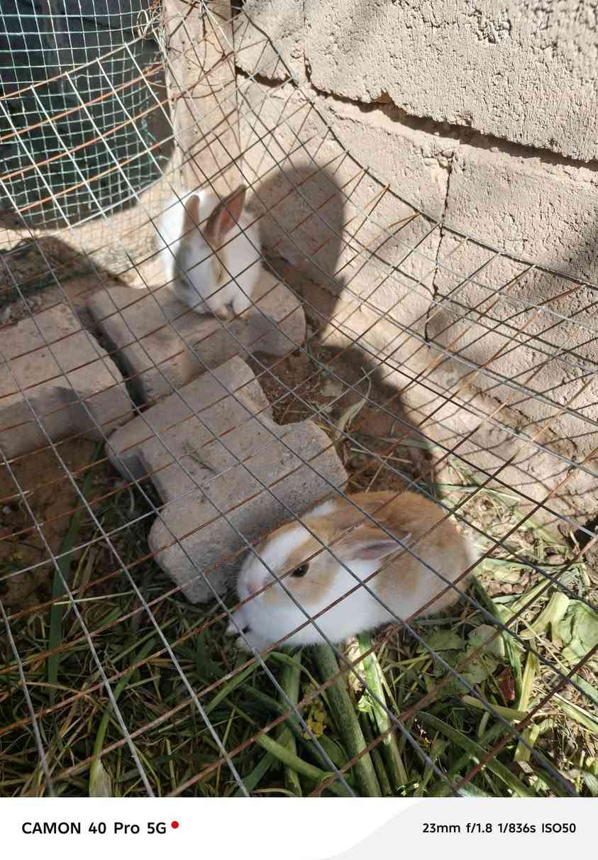 رانب للبيع 8فروخ واثنين اكبار وحدة تركيه والثانيه عراقيه ***********
