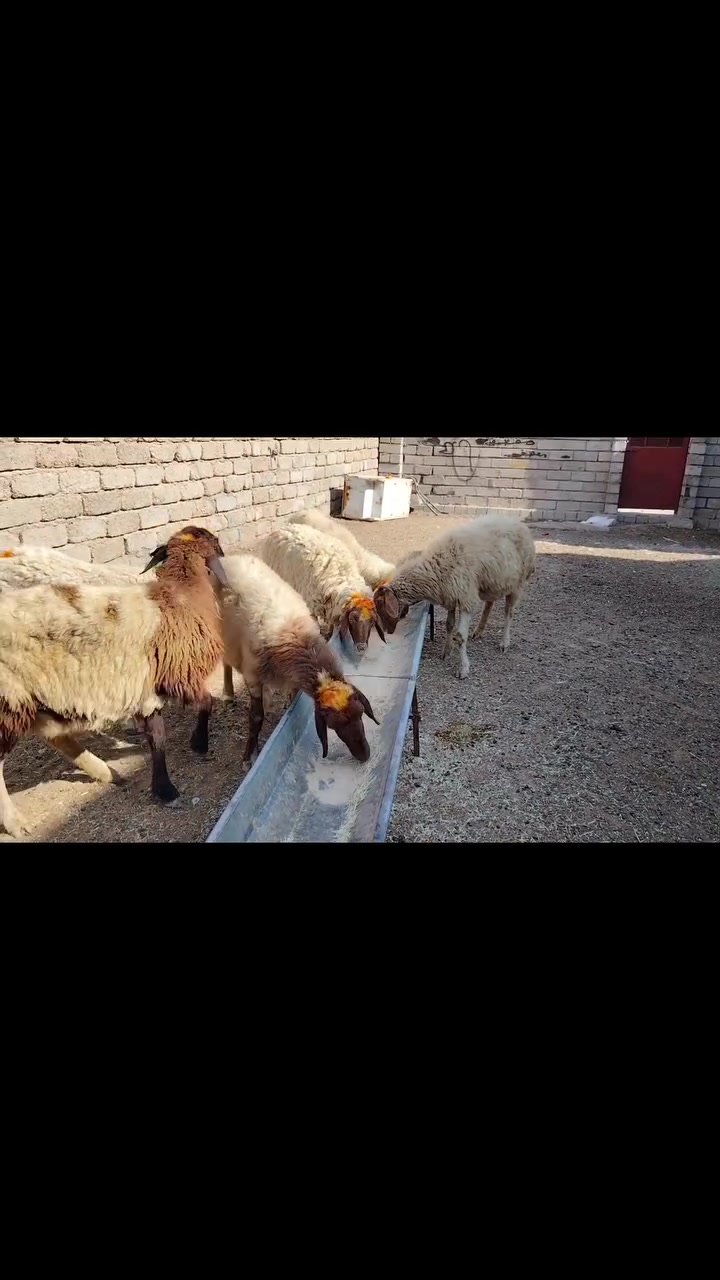 يوجد نعاج للبيع ملات جنيه وراجين سنهن درجه اوله نعاج عشر وبيه محنيه
المكان بيجي حي العصري 
                   الشراي يخابرني علارقام 
*********** زين   *********** اسيا
