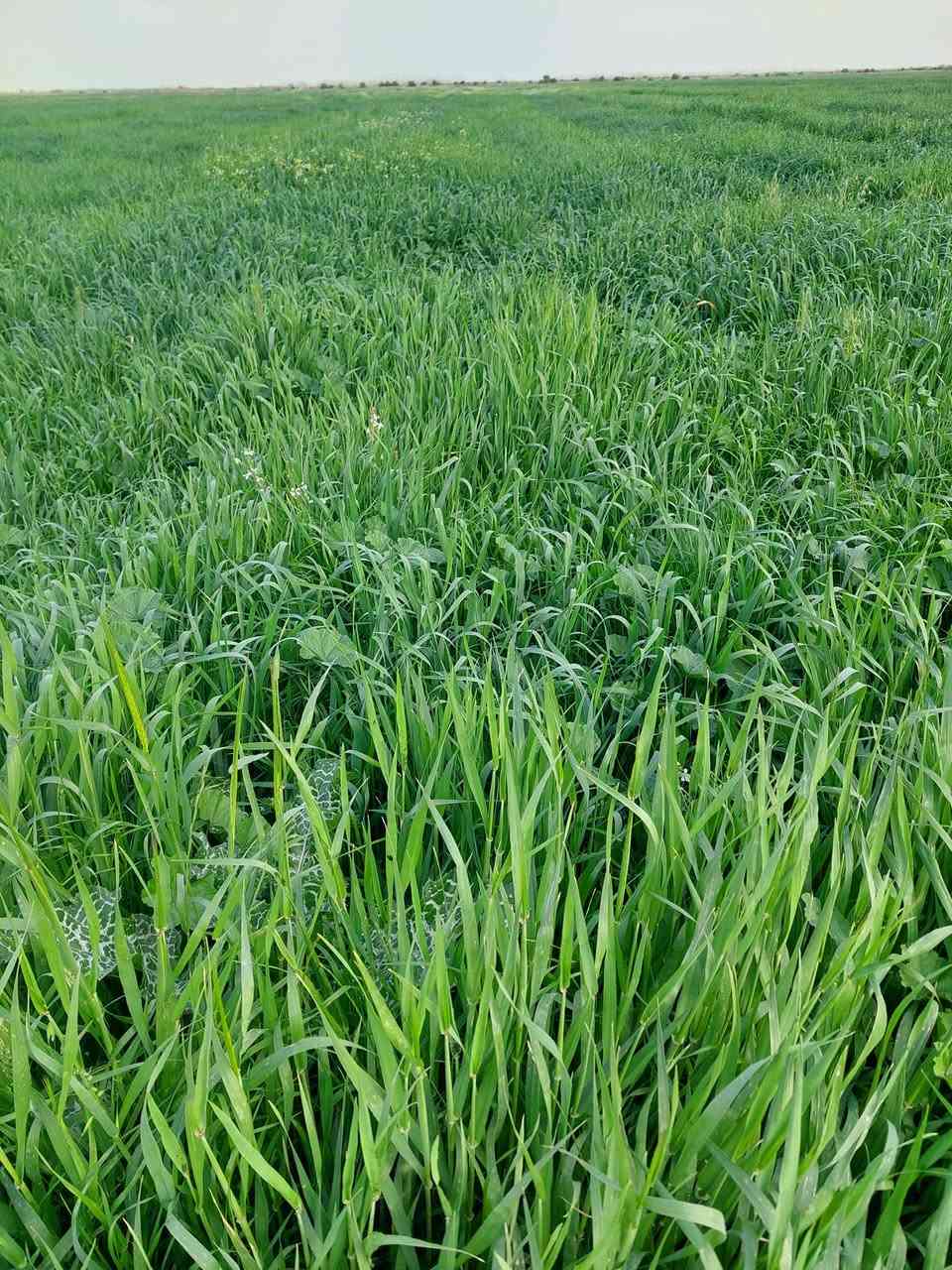 سلام عليكم
12 دونم حشيش تريد سراحه المكان دلمج صدر حوار اي ستفسار ع هاذه الرقم  ***********
