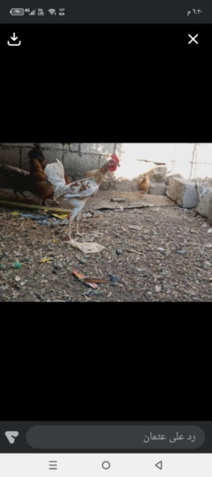 بياض شرط وخشنات
كل اثنين 25
كذلك متوفر ديوك.دجاج وسط 
كل اثنين 25
كذلك متوفر دجاجة گاعدة كرك بدون بيض


**إذا كنت صاحب هذا الإعلان وتريد حذفه لأي سبب، رجاءا أرسل رسالة إلى الدعم الفني**