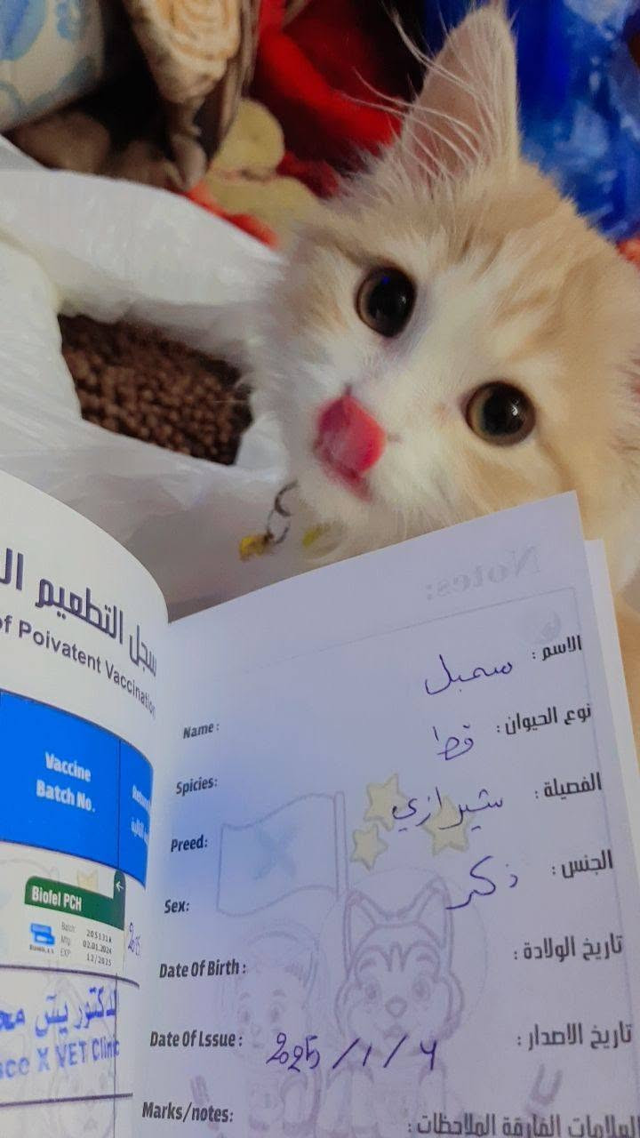 السلام عليكم 
قط مال بيت أليف للتبني اريد عائلة كون يتحملون مسؤوليته 
بي دفتر لقاح وماخذ كل جرع اللقاحات 
بغداد حي الجامعه ***********
