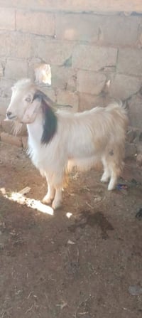 جدي • للبيع • وزنه مو ٢٥