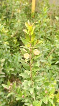 ياس عراقي خشن • ديكور وحدائق • مشتل سماء الكوت