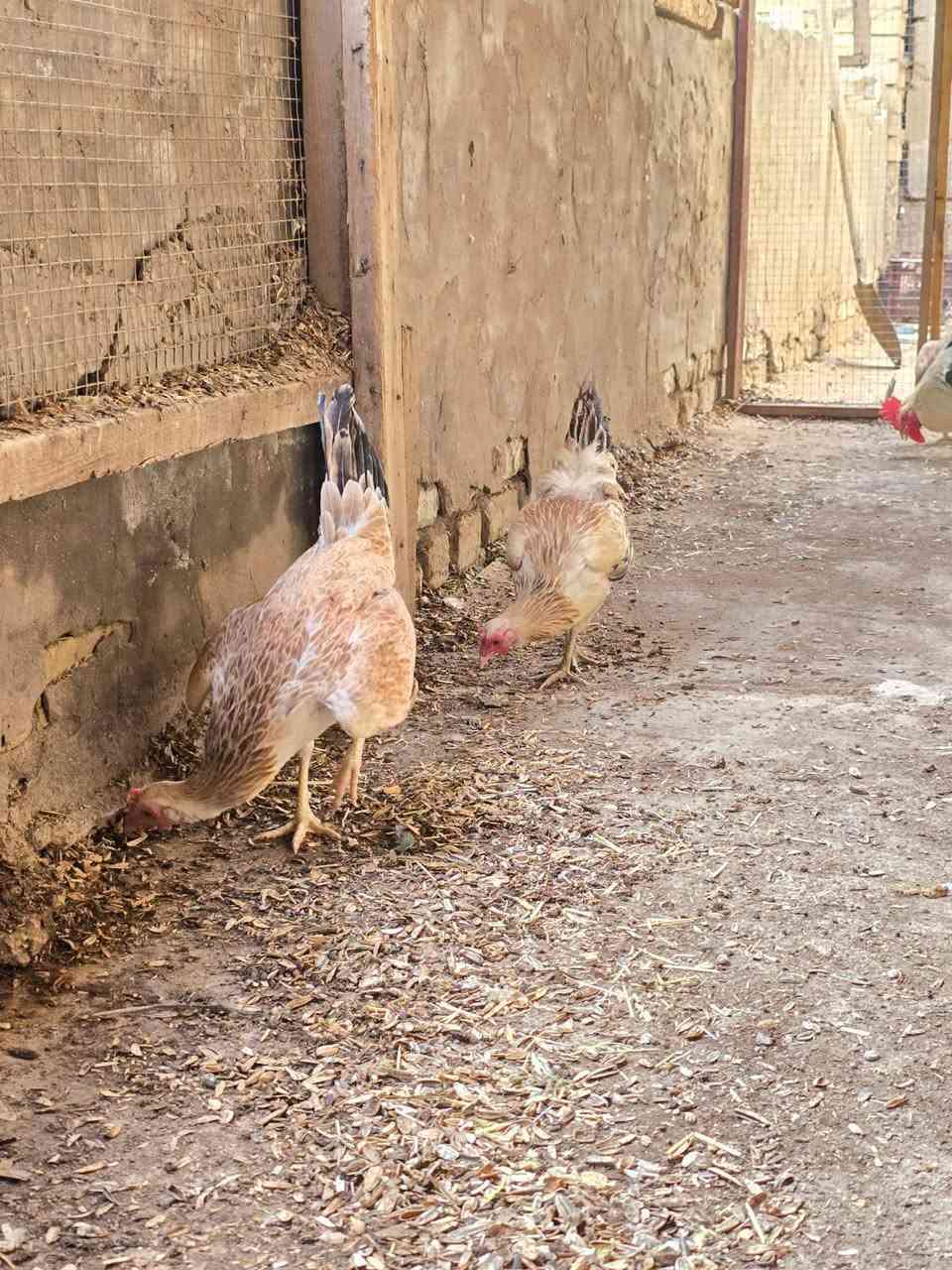 يالله متاح فواتح خط اول ٩دجاج +ديج ماخذات لقاح رباعي كلهن بيضات شرط عمر ٨ اشهر ونص عنوان بابل مسيب تصال فقط ***********
