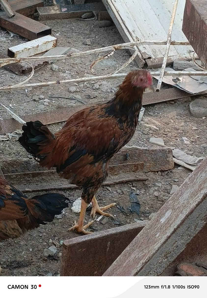 متاح ديج لبيع


**إذا كنت صاحب هذا الإعلان وتريد حذفه لأي سبب، رجاءا أرسل رسالة إلى الدعم الفني**