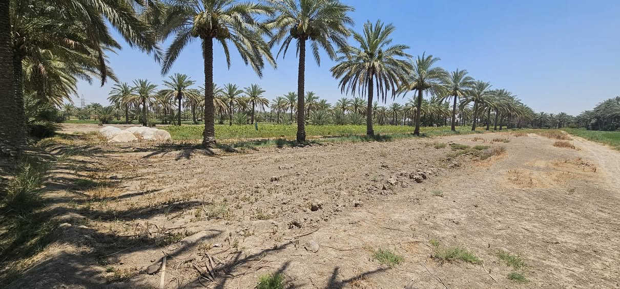 #للبيع_10دونم
🔸️ارض بمساحة 10 دوانم زراعي 
تحتوي على اكثر من 200 نخله ملون 
🤚 ملاحظة بالامكان بيع نصف الارض
ـــــــــــــــــــــــــــــــــ
🔸️ الموقع حله ابي غرق جسر سيد ادريس 
تبعد عن الشارع العام مسافة كيلو 
كامل خدمات
ـــــــــــــــــــــــــــــــــ
للاستفسار يرجى الاتصال/*********** زيد الدليمي
                                    *********** محمد الطائي 

🔸️نستقبل جميع العروض.
