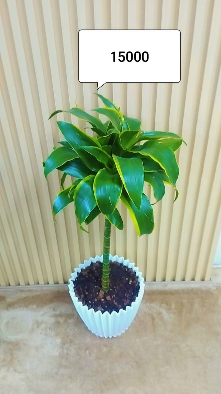 نباتات للبيع


**إذا كنت صاحب هذا الإعلان وتريد حذفه لأي سبب، رجاءا أرسل رسالة إلى الدعم الفني**