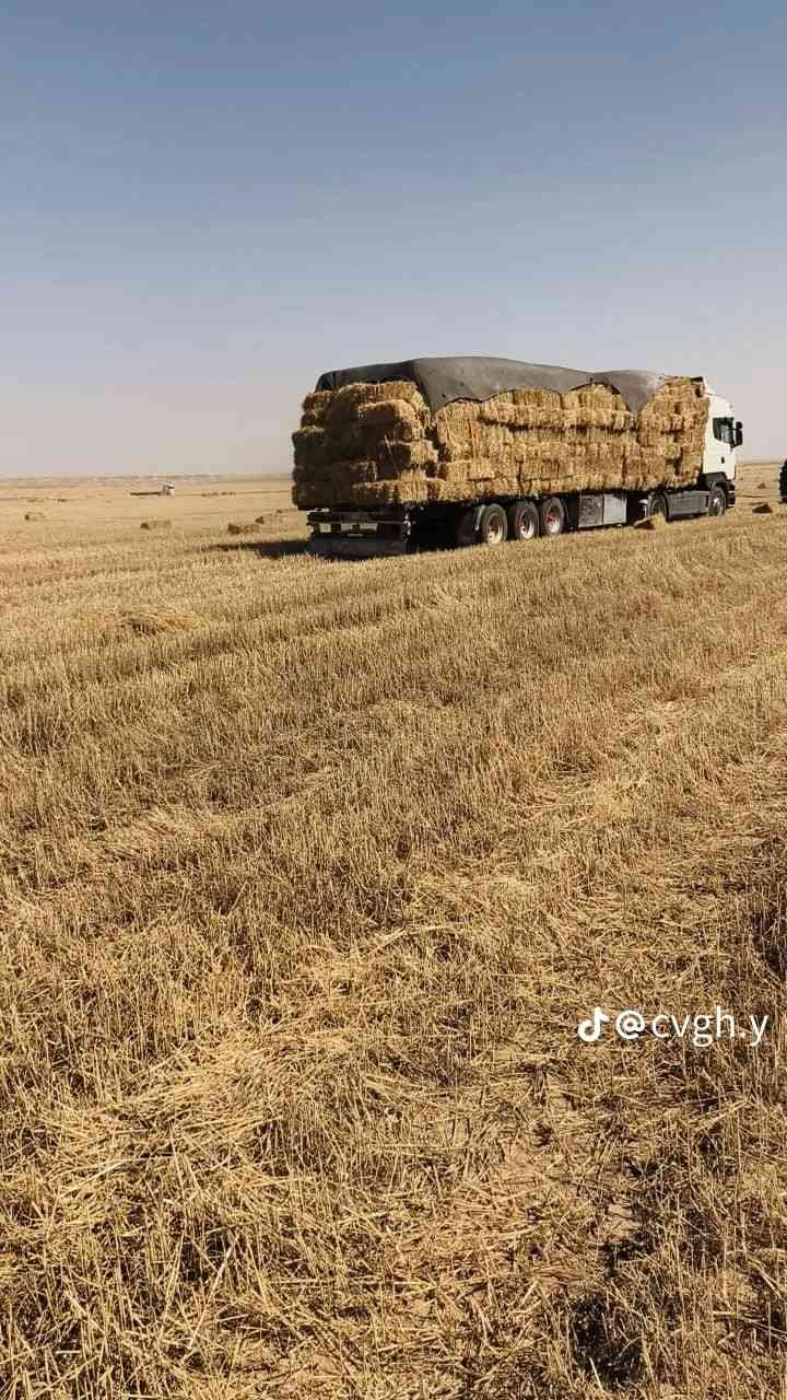 يوجد تبن للبيع درجه اولئ واصل البيت
الستفسار... ***********
