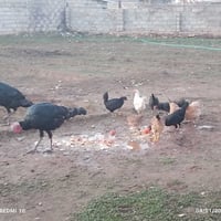 موجود دجاج عرب عتاكي للبيع + ديج بصره للبيع السعر اتصل عل رقم 07777559...